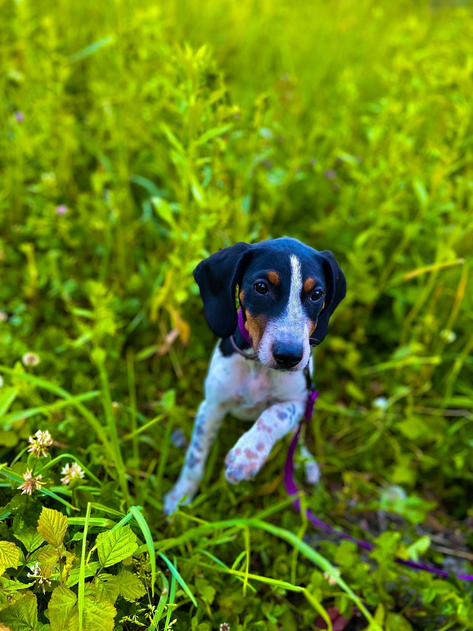 Nalia participe au concours pour gagner de l'argent avec cette photo : ball, carnivore, companion_dog, dog, dog_breed, fawn, flower, grass, grass_family, grassland, groundcover, meadow, pasture, plant, prairie, snout, sporting_group, tail, terrestrial_animal, working_animal