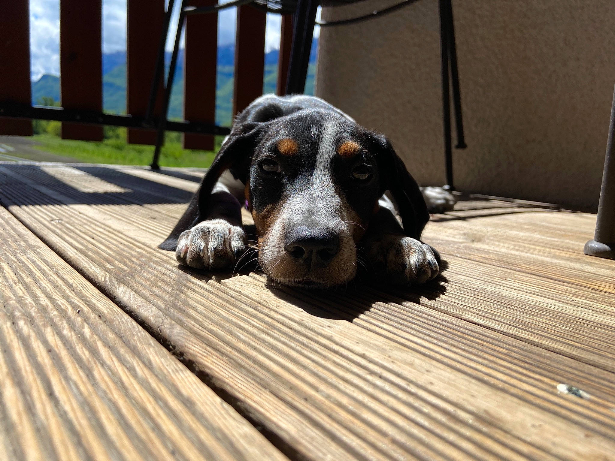 Nalia participe au concours pour gagner de l'argent avec cette photo : ball, canidae, carnivore, comfort, companion_dog, dog, dog_breed, fawn, fence, flooring, fur, guard_dog, hardwood, hound, snout, sporting_group, terrestrial_animal, whiskers, wood, working_animal