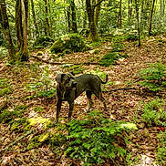 Tchika participe au concours pour gagner de l'argent avec cette photo : dog, forest, trees, leaves, moss, nature, outdoor, animal, canine, sunlight, greenery, woodland, plant, bark, trunk, ground_cover, daylight, pet, walking, exploring
