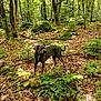 dog, forest, trees, leaves, moss, nature, outdoor, animal, canine, sunlight, greenery, woodland, plant, bark, trunk, ground_cover, daylight, pet, walking, exploring