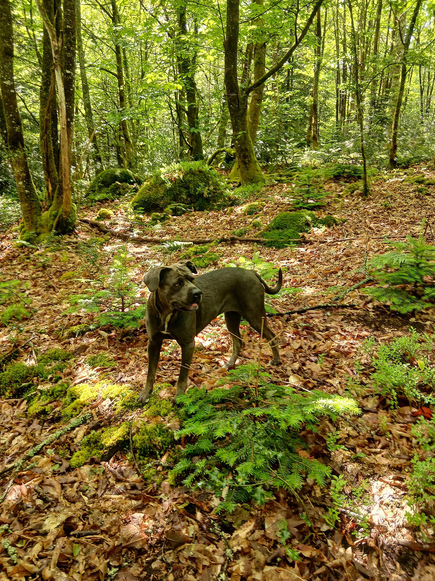 Tchika participe au concours pour gagner de l'argent avec cette photo : dog, forest, trees, leaves, moss, nature, outdoor, animal, canine, sunlight, greenery, woodland, plant, bark, trunk, ground_cover, daylight, pet, walking, exploring