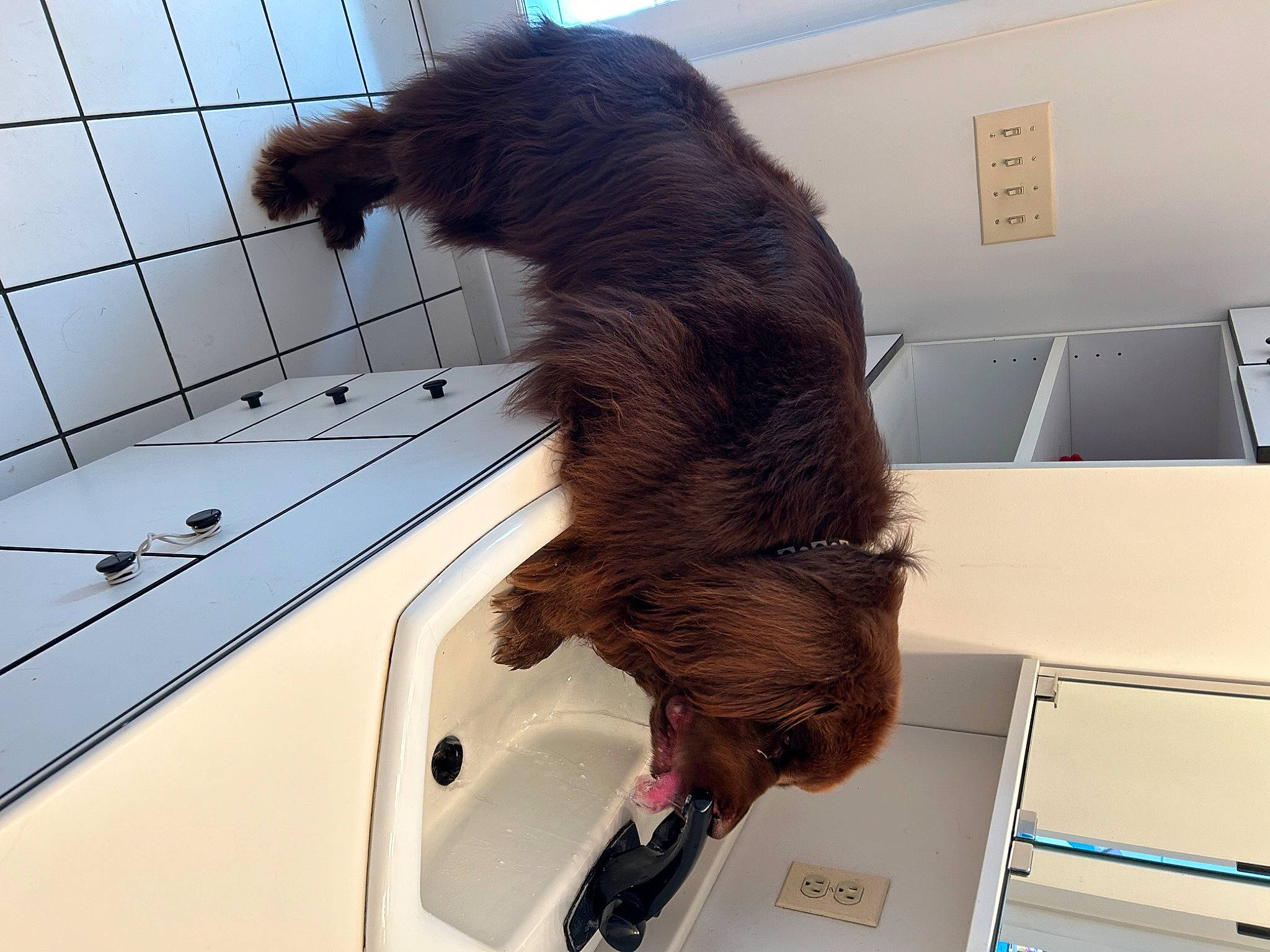 Moose is registered to the contest to win money with this photo: canidae, carnivore, claw, comfort, companion_dog, dog_breed, felidae, fur, liver, paw, pet_supply, polecat, small_to_medium_sized_cats, sporting_group, tail, whiskers