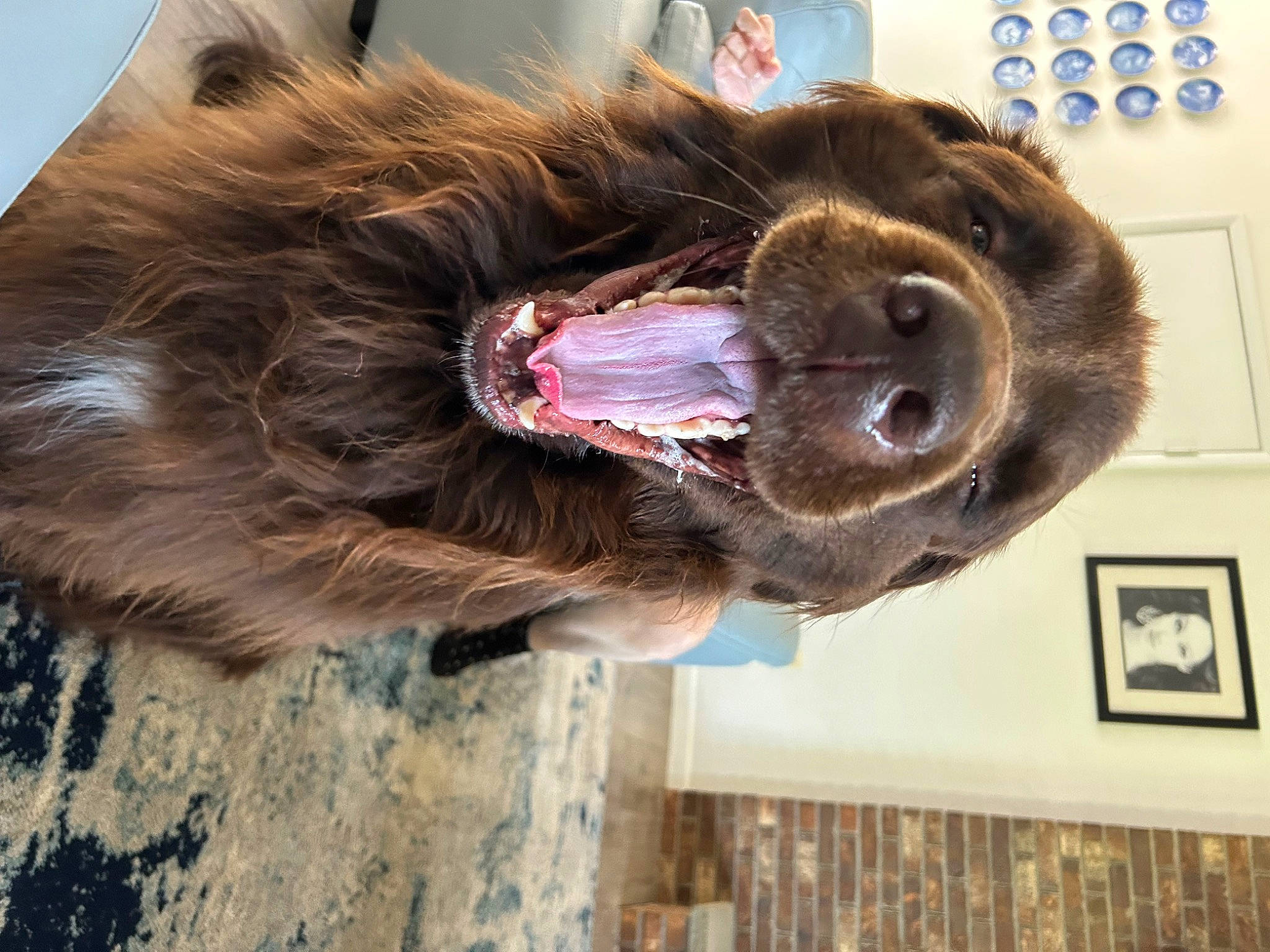 Moose is registered to the contest to win money with this photo: canidae, carnivore, collar, companion_dog, dog_breed, ear, fawn, fur, jaw, liver, natural_material, pet_supply, picture_frame, snout, sporting_group, terrestrial_animal, wood, working_animal