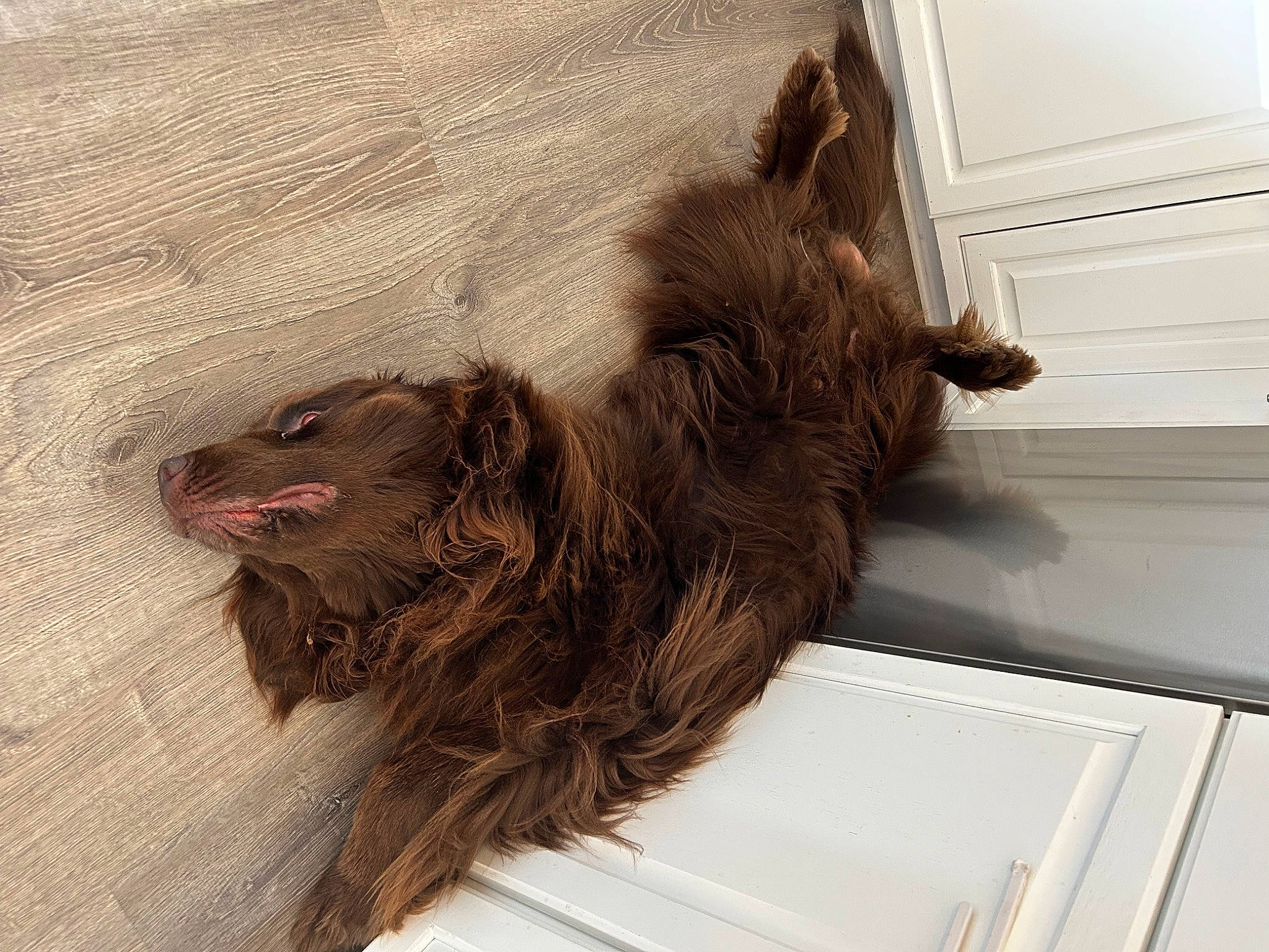Moose is registered to the contest to win money with this photo: canidae, carnivore, companion_dog, dog, dog_breed, felidae, fur, liver, small_to_medium_sized_cats, sporting_group, terrier, window, wood, working_animal