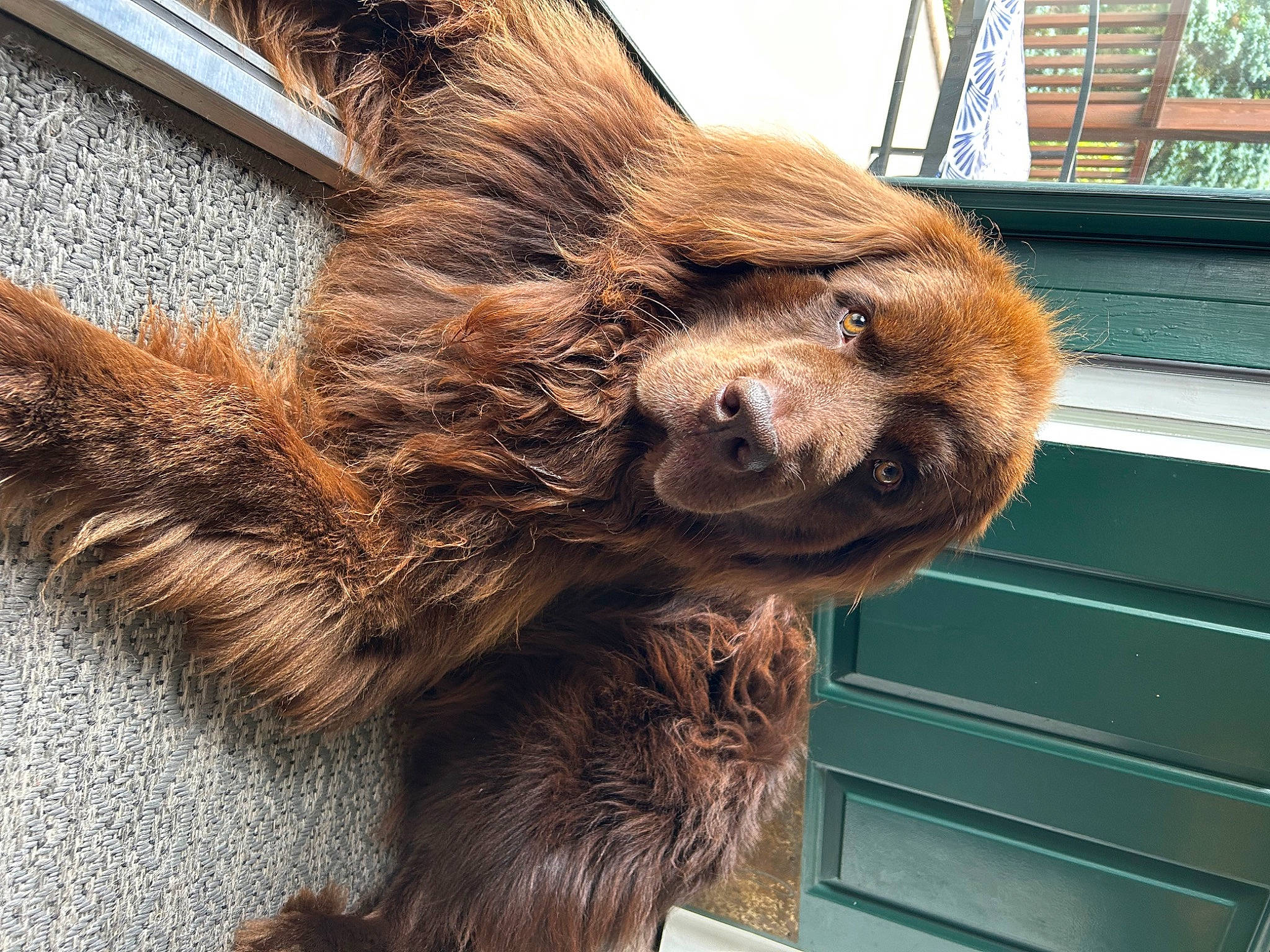 Moose is registered to the contest to win money with this photo: art, bactrian_camel, canidae, claw, dog_breed, fawn, fur, liver, natural_material, sloth, snout, sporting_group, tail, terrestrial_animal, three_toed_sloth, two_toed_sloth, whiskers, wing, wood, working_animal