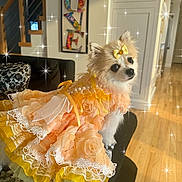 Penelope is registered to the contest to win money with this photo: dog, dress, pet_clothing, indoor, couch, ribbons, lace, decor, stairs, wood_floor, small_dog, cute, sparkles, yellow_bow, portrait, furniture, home, animal, adorable, fluffy