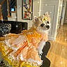 dog, dress, pet_clothing, indoor, couch, ribbons, lace, decor, stairs, wood_floor, small_dog, cute, sparkles, yellow_bow, portrait, furniture, home, animal, adorable, fluffy