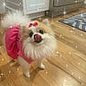 Penelope is registered to the contest to win money with this photo: dog, pomeranian, pink_dress, bow, licking_nose, fluffy, wooden_floor, kitchen, appliance, cabinet, cute, pet, indoor, small_dog, playful, sparkle_effect, fur, animal, adorable, standing