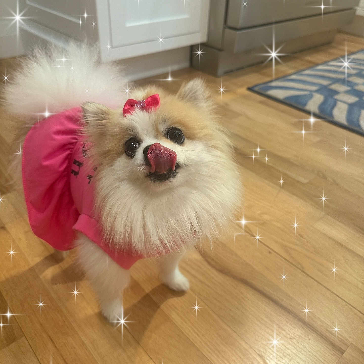 Penelope is registered to the contest to win money with this photo: dog, pomeranian, pink_dress, bow, licking_nose, fluffy, wooden_floor, kitchen, appliance, cabinet, cute, pet, indoor, small_dog, playful, sparkle_effect, fur, animal, adorable, standing