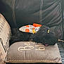 dog, black_dog, cushion, leather_couch, pillow, indoor, pet, small_dog, fur, tongue_out, hair_tie, relaxing, cozy, sewing, text_on_cushion, comfort, animal, close_up, home, resting