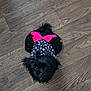 dog, black_dog, small_dog, pet, animal, floor, wood_floor, outfit, clothing, bow, pink_bow, floral_pattern, cute, adorable, looking_up, fur, indoor, companion, domestic_animal, tiny