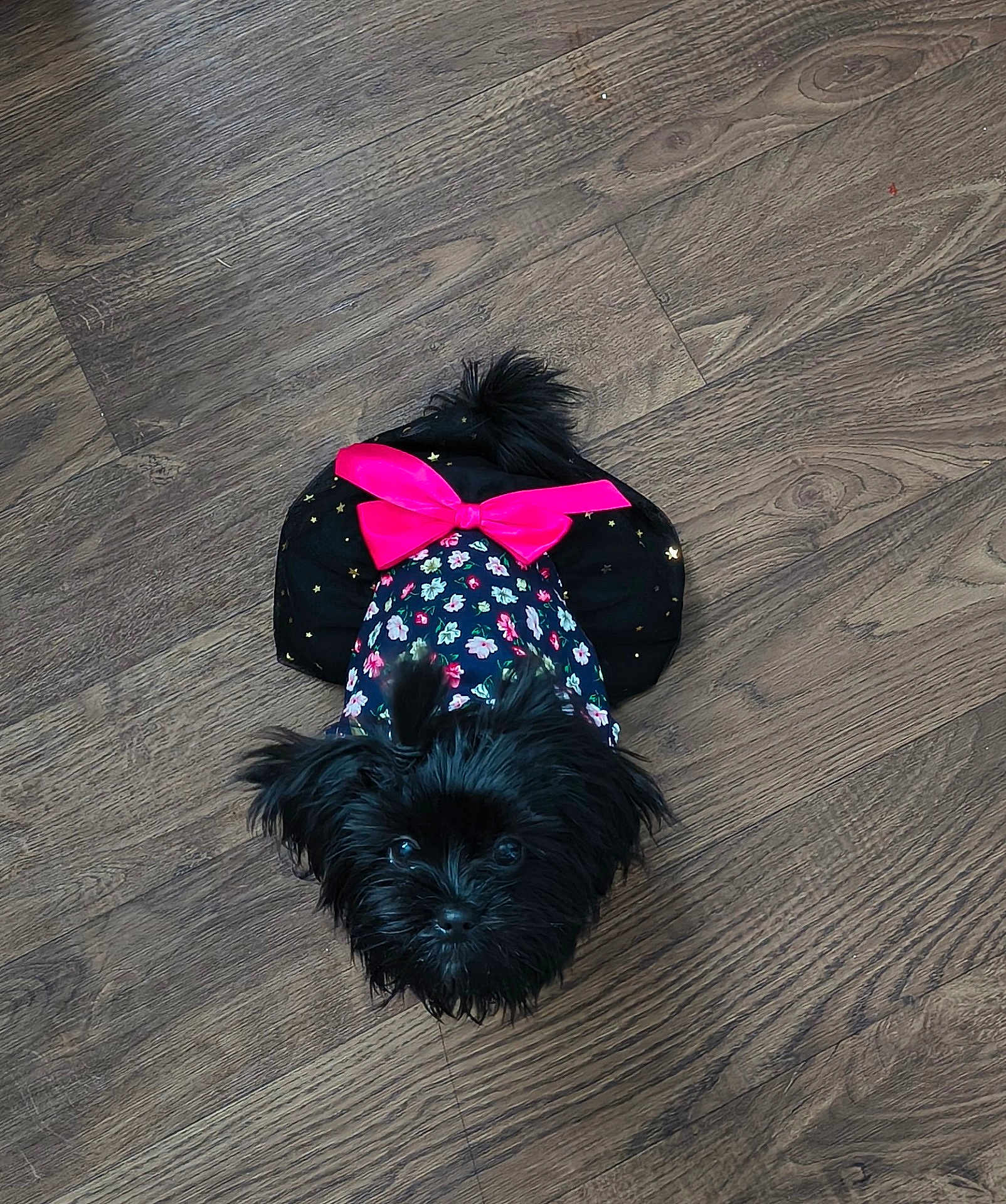 Estrella joined the competition — help win amazing prizes! dog, black_dog, small_dog, pet, animal, floor, wood_floor, outfit, clothing, bow, pink_bow, floral_pattern, cute, adorable, looking_up, fur, indoor, companion, domestic_animal, tiny