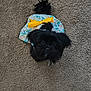 Estrella is registered to the contest to win money with this photo: dog, small_dog, black_dog, pet, carpet, floral_outfit, yellow_bow, foot, sandal, toenails, painted_nails, indoor, cute, looking_up, animal, fur, tail, texture, closeup, companion