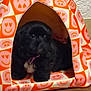 puppy, dog, black_dog, pet, tent, cozy, smiley_face_pattern, indoor, wooden_floor, curious, cute, small, animal, fur, collar, pink, orange, white_patch, comfort, home