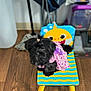 Estrella is registered to the contest to win money with this photo: dog, black_dog, fluffy, pink_dress, children_chair, colorful, wooden_floor, indoor, pet, cute, small_dog, toy_chair, shark_design, animal, domestic_animal, fur, sitting, playful, background_blur, household