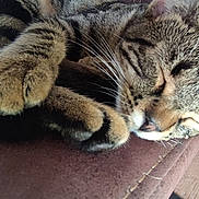 Pearl participe au concours pour gagner de l'argent avec cette photo : abyssinian, animal, architecture, armchair, building, cat, chair, couch, electronics, furniture, hardwood, indoors, kitten, livingroom, manx, person, pet, room, sleeping, wood
