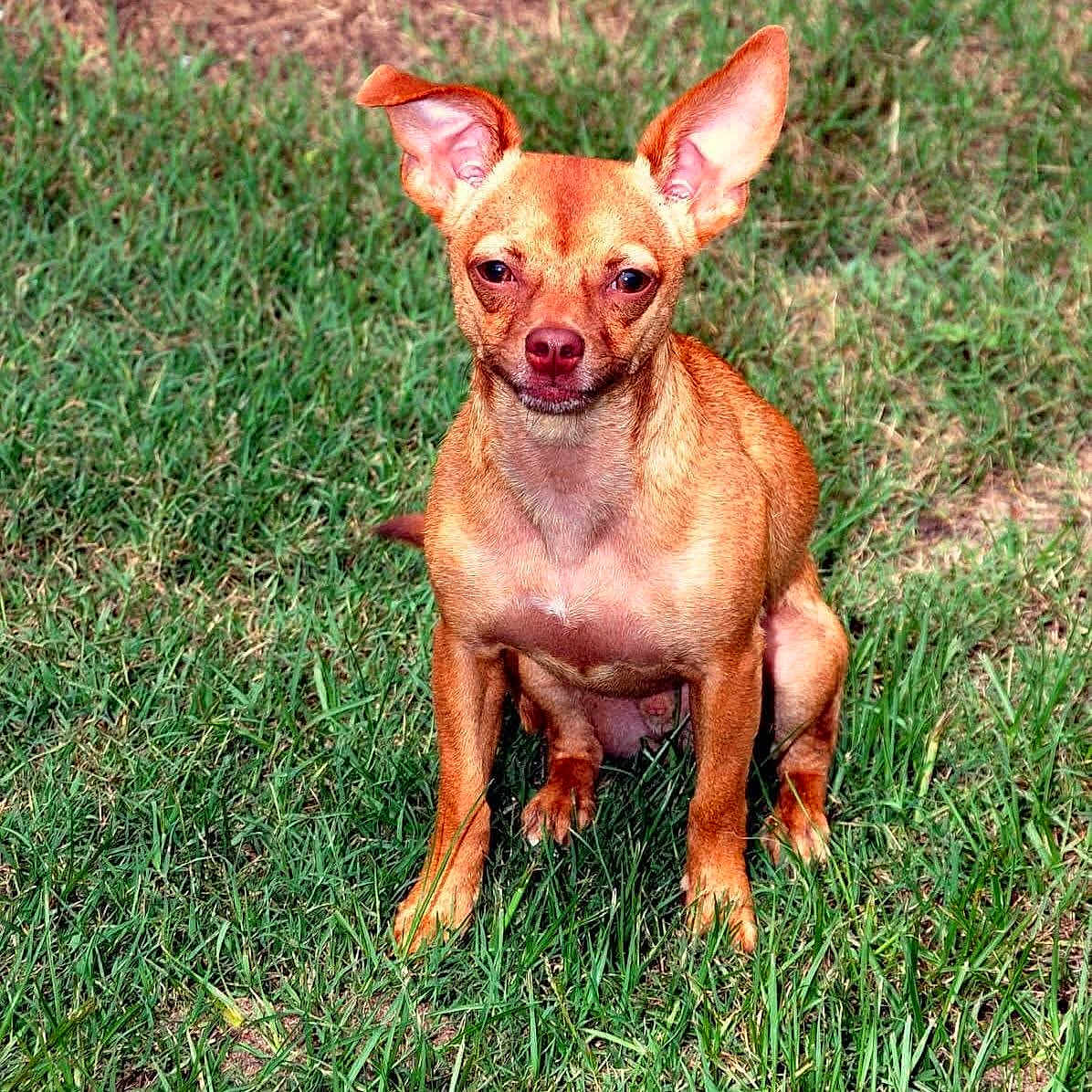Peanut