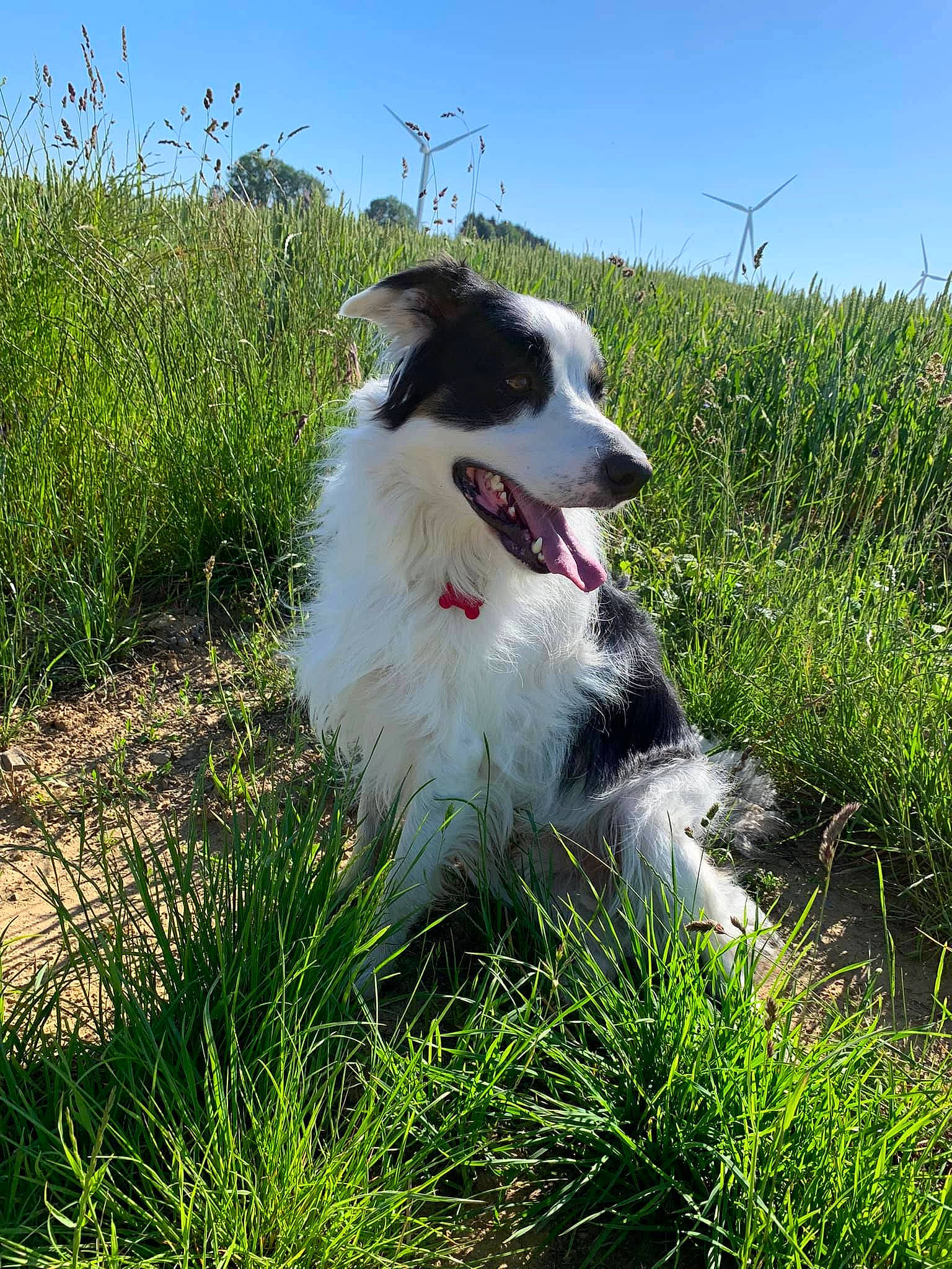 Clark a rejoint le concours — aidez-le/la à gagner de superbes lots ! border_collie, canidae, carnivore, companion_dog, dog, dog_breed, fang, fur, grass, grassland, herding_dog, plant, sky, sporting_group, whiskers, working_animal, working_dog