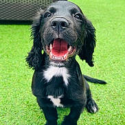 Luffy is registered to the contest to win money with this photo: puppy, dog, black_dog, grass, outdoor, pet_bed, wicker_furniture, happy, smiling, tongue_out, young_dog, animal, playful, cute, sitting, close_up, fur, canine, nature, domestic_animal