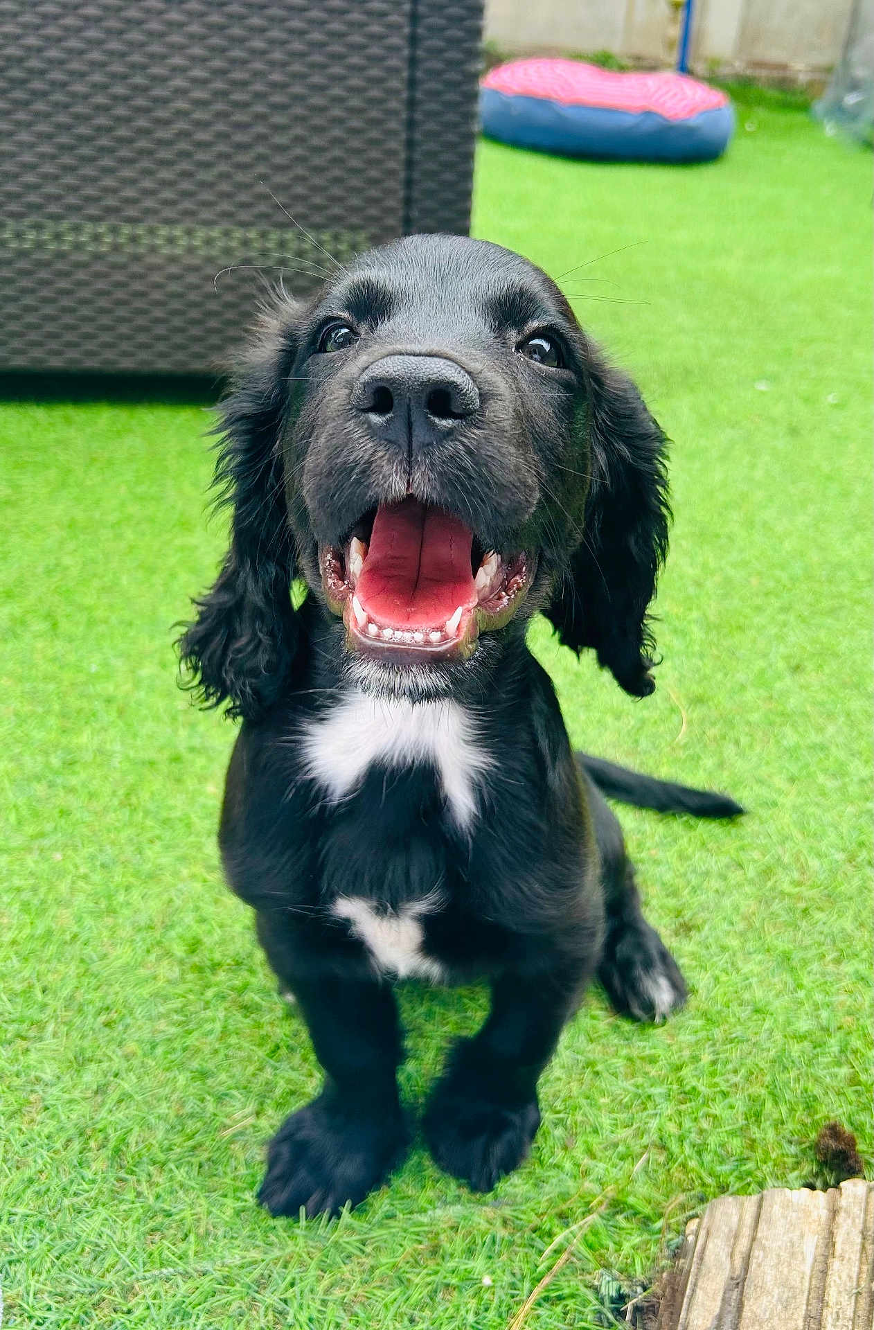 Luffy is registered to the contest to win money with this photo: puppy, dog, black_dog, grass, outdoor, pet_bed, wicker_furniture, happy, smiling, tongue_out, young_dog, animal, playful, cute, sitting, close_up, fur, canine, nature, domestic_animal