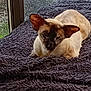 Umy a rejoint le concours — aidez-le/la à gagner de superbes lots ! animal, blanket, cat, chair, cozy, domestic, ears, feline, fur, glass_door, home, indoor, pet, purple_blanket, relaxing, resting, siamese_cat, sleepy, soft_texture, window