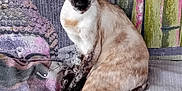 Umy a rejoint le concours — aidez-le/la à gagner de superbes lots ! animal, buddha_image, cat, closeup, colorful, cozy, ears, eyes, face, feline, fur, indoor, patterned_fabric, pet, portrait, resting, siamese_cat, sitting, tail, whiskers