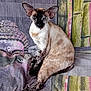 animal, buddha_image, cat, closeup, colorful, cozy, ears, eyes, face, feline, fur, indoor, patterned_fabric, pet, portrait, resting, siamese_cat, sitting, tail, whiskers