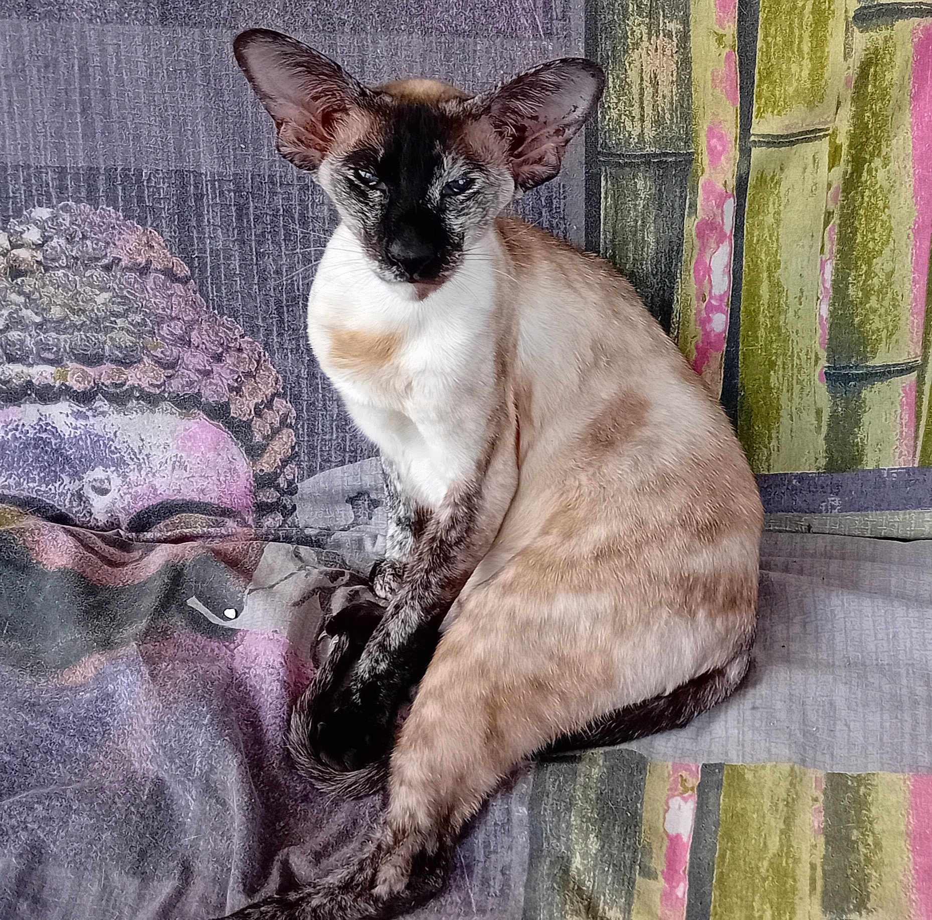 Umy a rejoint le concours — aidez-le/la à gagner de superbes lots ! animal, buddha_image, cat, closeup, colorful, cozy, ears, eyes, face, feline, fur, indoor, patterned_fabric, pet, portrait, resting, siamese_cat, sitting, tail, whiskers