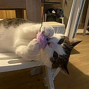 Kais a rejoint le concours — aidez-le/la à gagner de superbes lots ! cat, pet, animal, feline, white_fur, brown_fur, blue_eyes, wide_eyes, whiskers, ears, paws, purple_toy, playing, hanging, chair, indoor, home, wooden_floor, portrait, funny