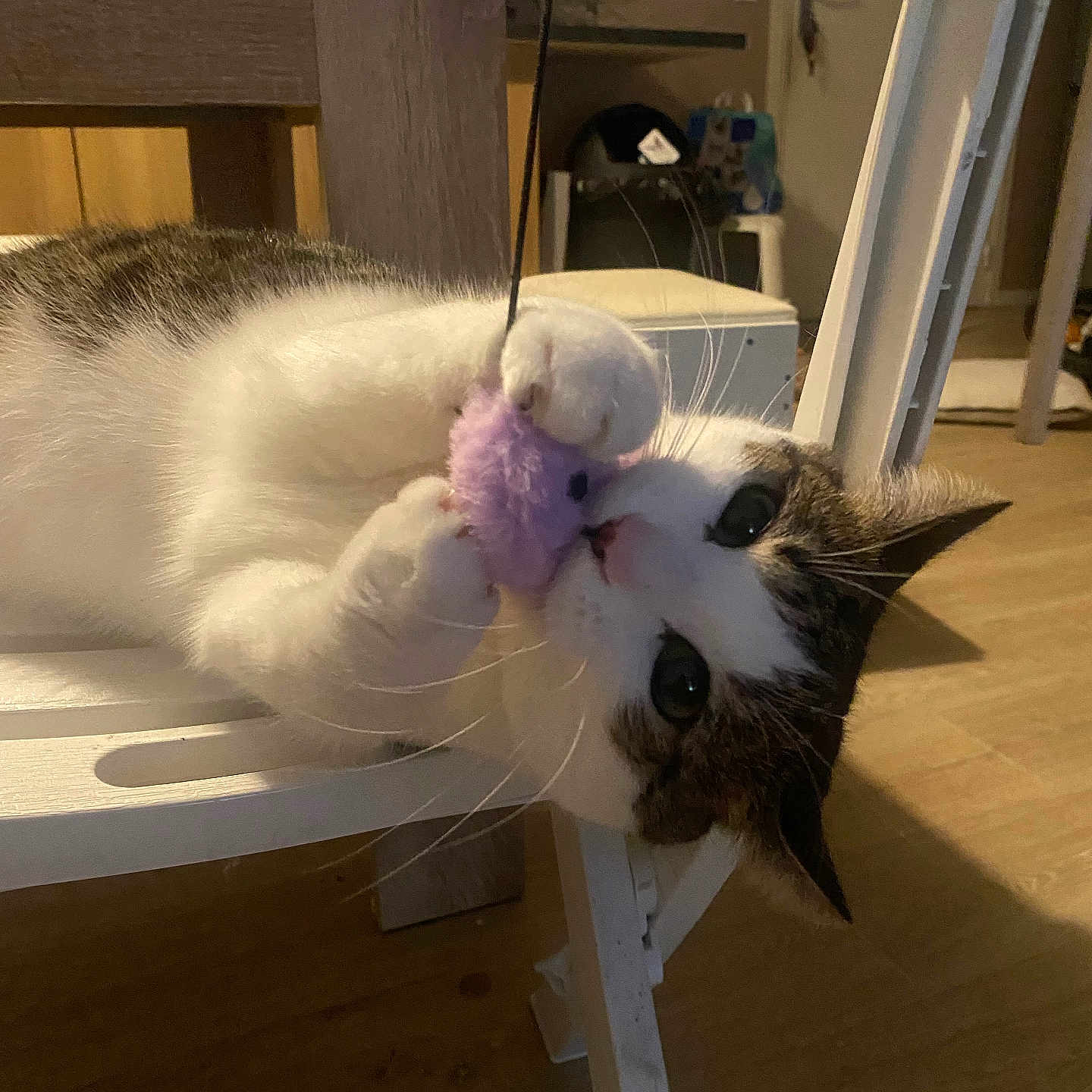 Kais a rejoint le concours — aidez-le/la à gagner de superbes lots ! cat, pet, animal, feline, white_fur, brown_fur, blue_eyes, wide_eyes, whiskers, ears, paws, purple_toy, playing, hanging, chair, indoor, home, wooden_floor, portrait, funny