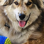 Milo is registered to the contest to win money with this photo: dog, canine, pet, fluffy, tongue_out, toy, playful, fur, animal, close_up, brown_fur, happy, ears, paw, outdoor, resting, cute, friendly, portrait, muzzle