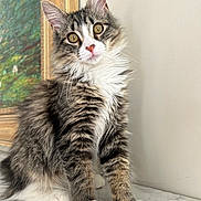 Floof joined the competition — help win amazing prizes! cat, close_up, curious, cute, feline, fluffy, fur, golden_eyes, indoor, kitten, marble_surface, painting_frame, paws, pet, portrait, sitting, tabby, wall, whiskers, white_paws