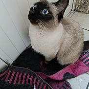 Caline participe au concours pour gagner de l'argent avec cette photo : cat, siamese_cat, blue_eyes, fur, pet, animal, indoor, floor, tile_floor, cloth, striped_cloth, door, white_door, curious, looking_up, sitting, whiskers, ears, close_up, domestic_cat