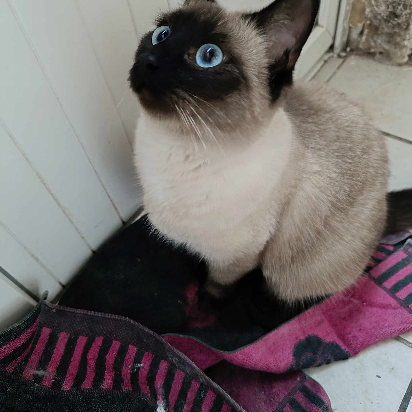 Caline participe au concours pour gagner de l'argent avec cette photo : animal, blue_eyes, cat, close_up, cloth, curious, domestic_cat, door, ears, floor, fur, indoor, looking_up, pet, siamese_cat, sitting, striped_cloth, tile_floor, whiskers, white_door