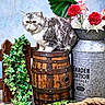 Ases Pride a rejoint le concours — aidez-le/la à gagner de superbes lots ! cat, barrel, ivy, greenery, flowers, red_flowers, pink_flowers, metal_container, vintage, rope, wooden_fence, wooden_floor, gray_cat, white_cat, fluffy_cat, indoor, decor, plant, pet, portrait