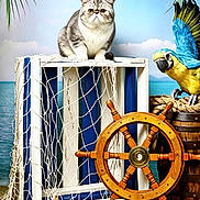 Ases Pride participe au concours pour gagner de l'argent avec cette photo : cat, parrot, crate, fishing_net, ship_wheel, barrel, rope, starfish, crab, ocean, sky, palm_leaves, wooden_floor, animal, pet, marine_theme, colorful, outdoor, nature, decor