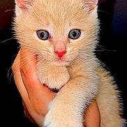 Mango joined the competition — help win amazing prizes! kitten, cat, pet, close_up, pink_nose, whiskers, wide_eyes, human_hand, holding, paw, ears, furry, adorable, cute, portrait, studio_lighting, black_background, indoor, young, soft_fur