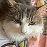 Kishi is registered to the contest to win money with this photo: cat, fluffy, close_up, pet, animal, fur, whiskers, face, ear, nose, blanket, pink, relaxed, indoor, cute, mammal, sleepy, domestic, cozy, resting