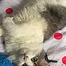 cat, fluffy, bed, polka_dot, white, gray, pink, animal, pet, cute, fur, ears, eyes, lying_down, indoor, cozy, toy, colorful, soft, relaxed