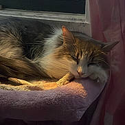 Kishi is registered to the contest to win money with this photo: cat, sleeping, window, curtain, pink, bed, cozy, sunlight, indoor, furry, pet, resting, calm, quiet, domestic, animal, feline, soft, relaxation, comfortable