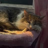 cat, sleeping, window, curtain, pink, bed, cozy, sunlight, indoor, furry, pet, resting, calm, quiet, domestic, animal, feline, soft, relaxation, comfortable