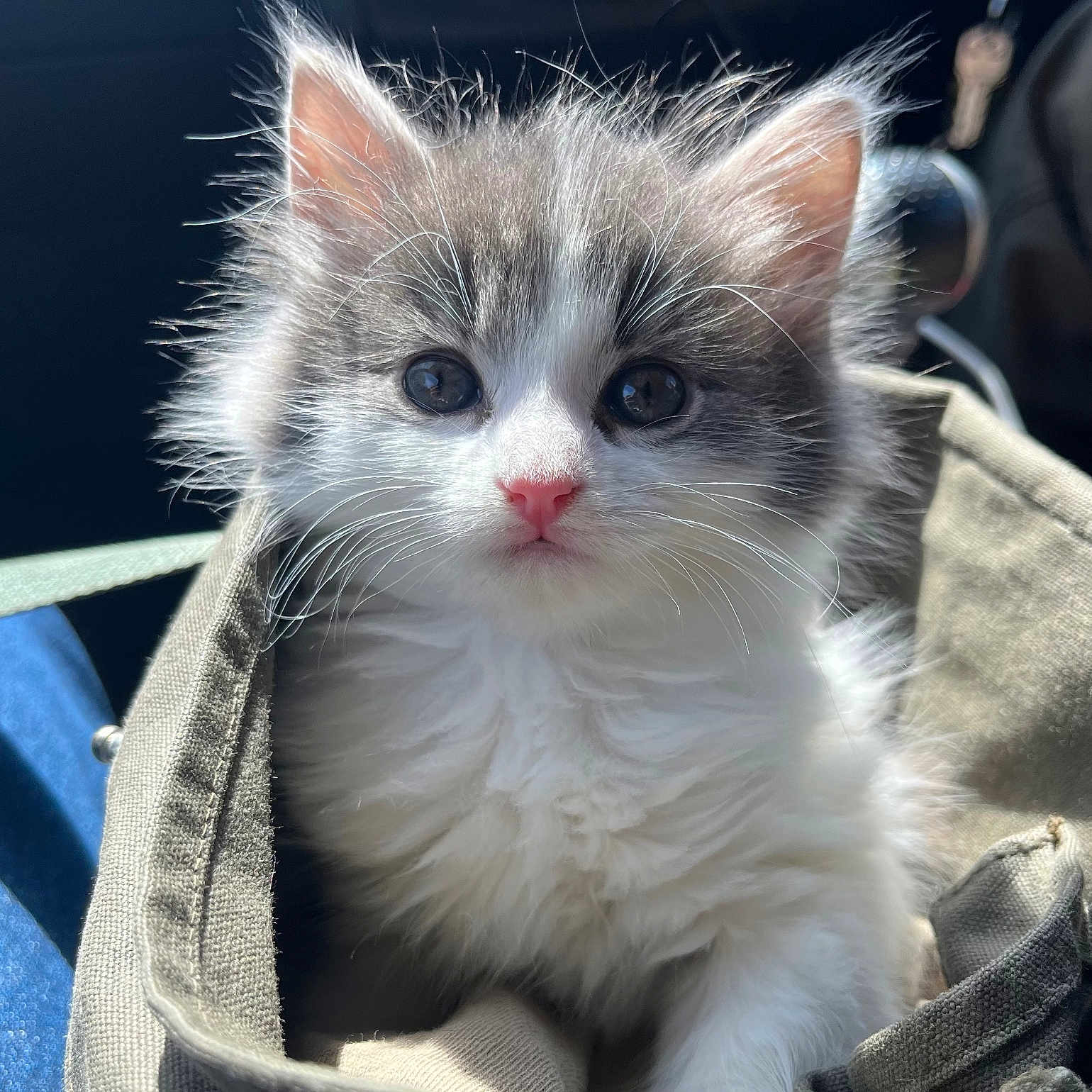 Kishi joined the competition — help win amazing prizes! kitten, cat, fluffy, pet, animal, cute, feline, whiskers, eyes, nose, fur, bag, sunlight, indoor, closeup, adorable, young, soft, portrait, domestic_animal