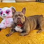 animal, brown_dog, companion, couch, cozy, cute, dog, domestic, furniture, home, indoor, pet, phone, plush_toy, red_collar, relaxed, seated, soft_toy, stuffed_animal, yellow_blanket