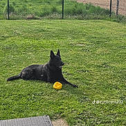 Pepoer participe au concours pour gagner de l'argent avec cette photo : dog, black_dog, large_dog, german_shepherd, outdoor, grass, lawn, yellow_ball, toy, lying_down, sitting, pointed_ears, profile, pet, canine, fence, field, countryside, garden, patio
