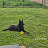 dog, black_dog, large_dog, german_shepherd, outdoor, grass, lawn, yellow_ball, toy, lying_down, sitting, pointed_ears, profile, pet, canine, fence, field, countryside, garden, patio