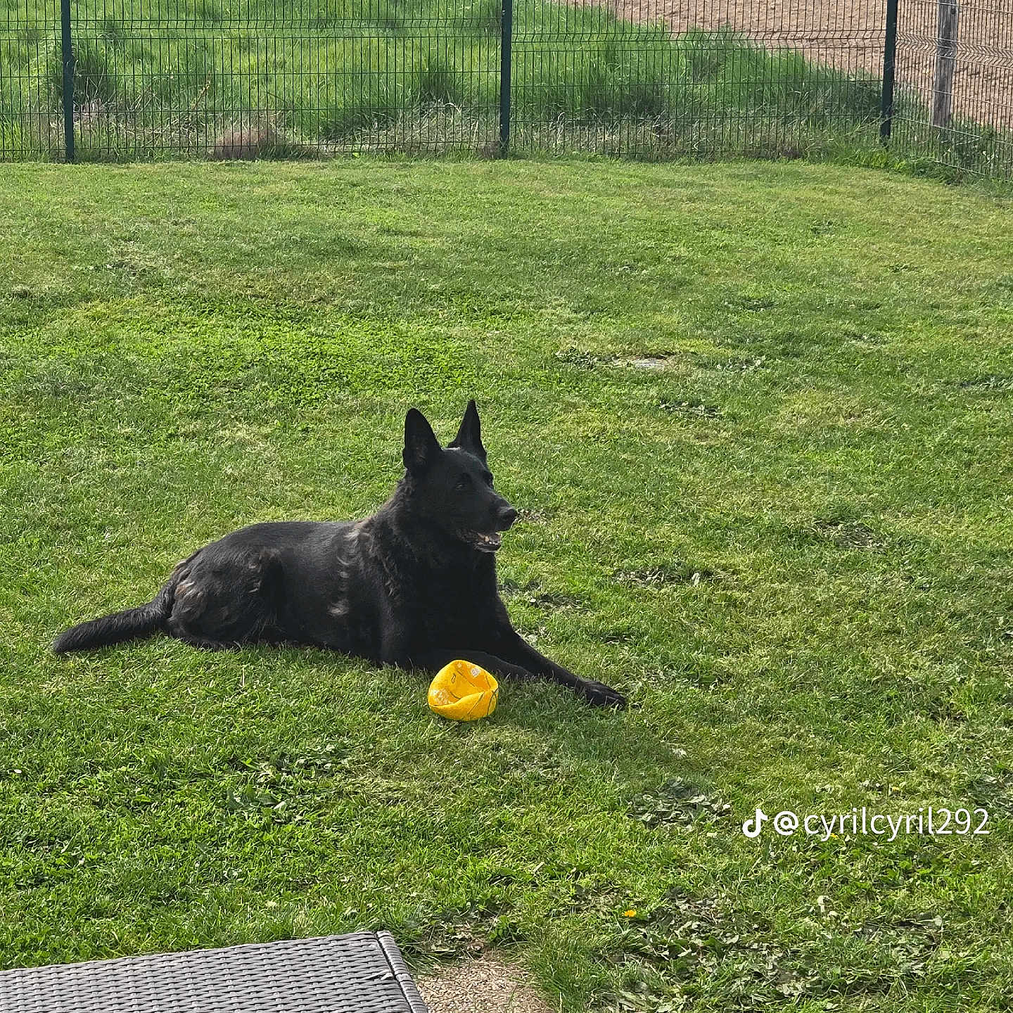 Pepoer participe au concours pour gagner de l'argent avec cette photo : dog, black_dog, large_dog, german_shepherd, outdoor, grass, lawn, yellow_ball, toy, lying_down, sitting, pointed_ears, profile, pet, canine, fence, field, countryside, garden, patio
