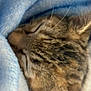 cat, tabby_cat, sleeping, close_up, fur, whiskers, nose, blanket, blue_blanket, cozy, resting, animal, pet, soft_texture, snuggled, cute, mammal, indoor, comfort, relaxation