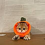 cat, orange_costume, carrot, cardboard_box, cute, pet, animal, paws, whiskers, ears, floor, tile_floor, indoor, curious, playful, costume, fur, small, kitten, looking