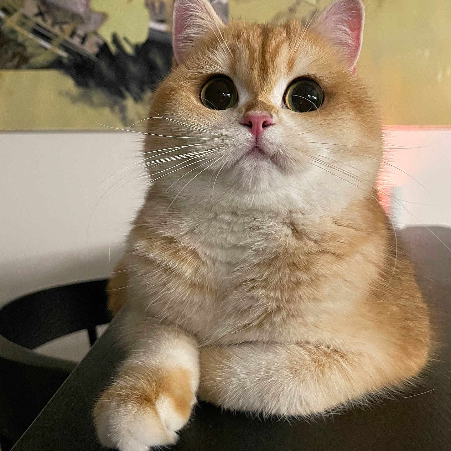 Misu is registered to the contest to win money with this photo: cat, closeup, curious, cute, domestic_animal, ears, feline, fluffy, fur, indoor, orange, paw, pet, portrait, relaxed, sitting, table, whiskers, white, wide_eyes