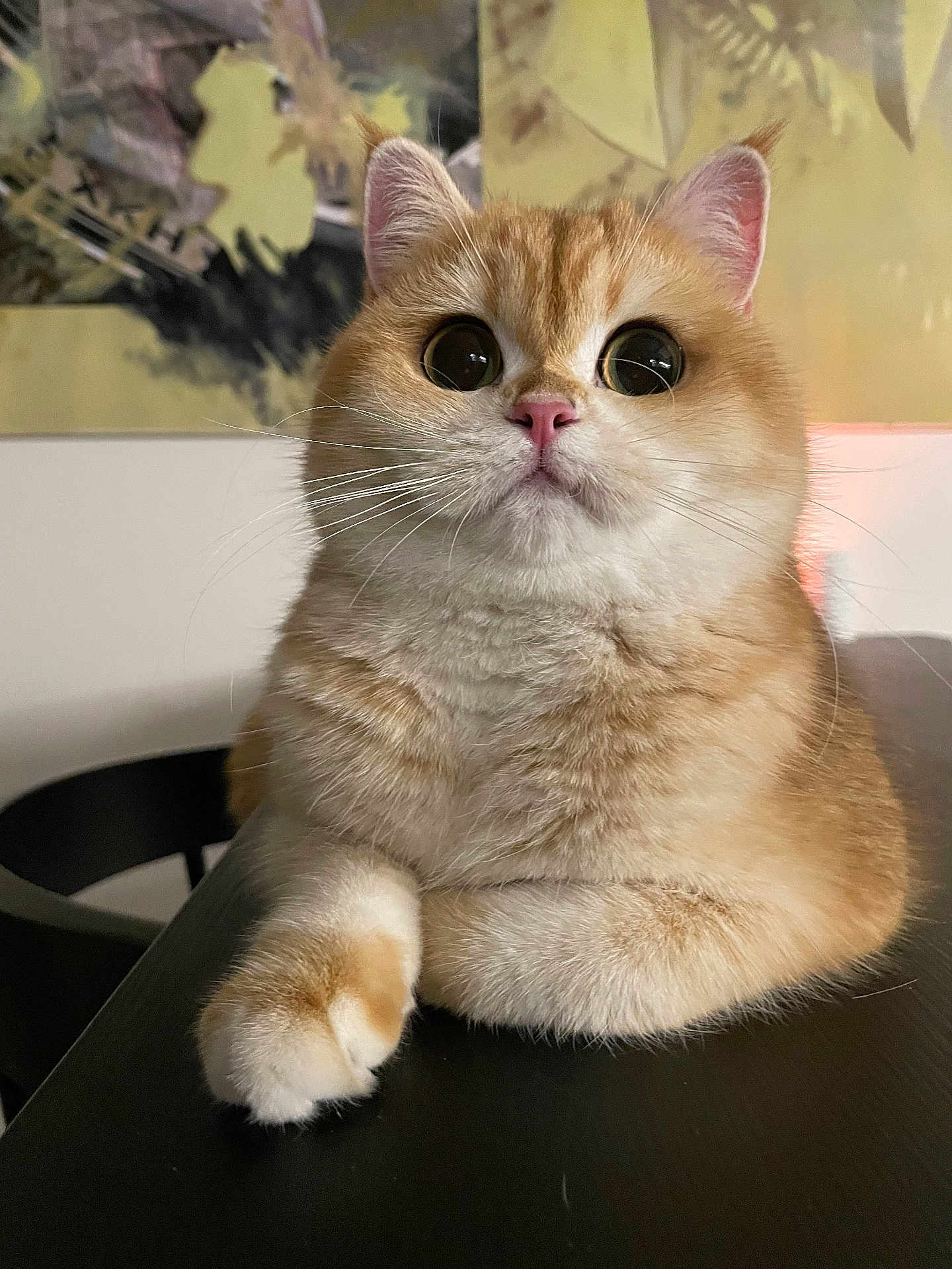 Misu
